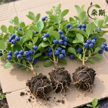 �{ݮ����玧����ͺ��{ݮ�����Ե��ԷNֲ�ش��̨����Y��������