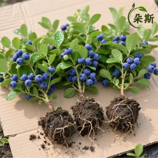 �{ݮ����玧����ͺ��{ݮ�����Ե��ԷNֲ�ش��̨����Y��������