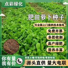 优质肥田萝卜种子高产量满果园绿肥种籽作物改良土壤护坡固土草籽