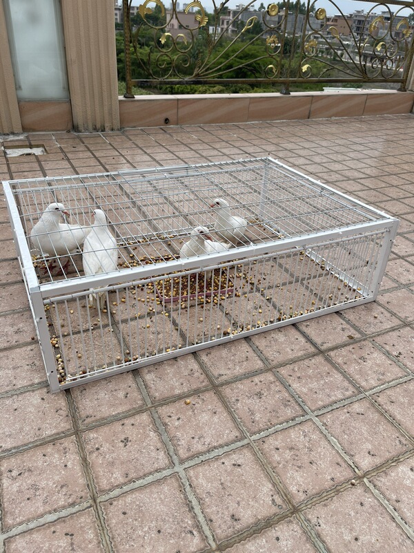 Pigeon Door Cage Trap Automatic Door Cage Pigeon Trap Cage