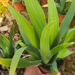 Courtyard Iris, Butterfly Orchid Seedlings, Iris Seedlings, Blue Flower Butterfly Orchid Seedlings, Flower Bed Community Courtyard Ground Cover