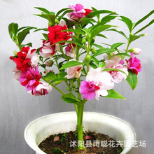 �P�ɻ��N�� ���m���N�ļ� �҃��̨�������Ի���ֲ���r���N��