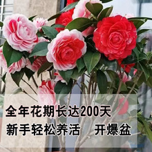 �軨����ɽ�軨������ɫ�൤���������������҃��ļ������_��ֲ��