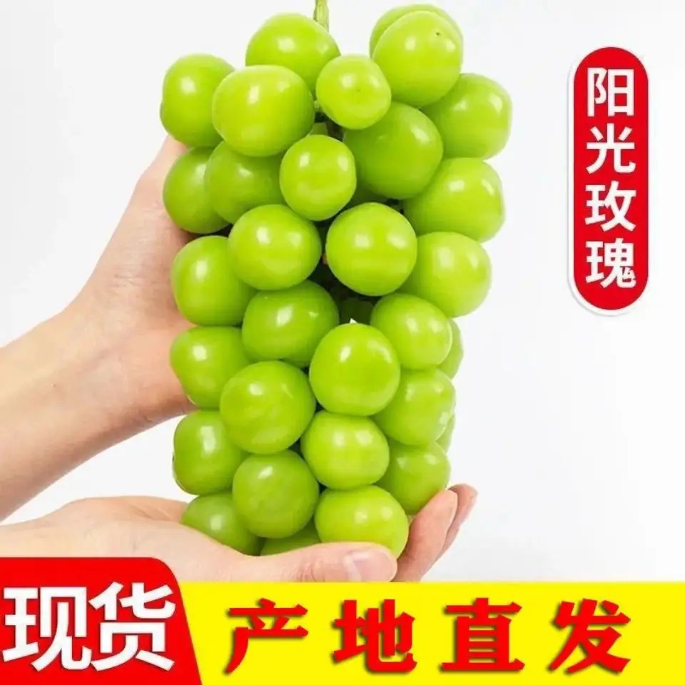 Direct from origin Sunshine Rose grapes seasonal fresh-picked fresh fruit Shine Muscat Green Grapes drop shipping