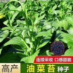 油菜苔种子四季蔬菜改良抽苔油菜心种子菜薹油青菜心抽心油菜种籽