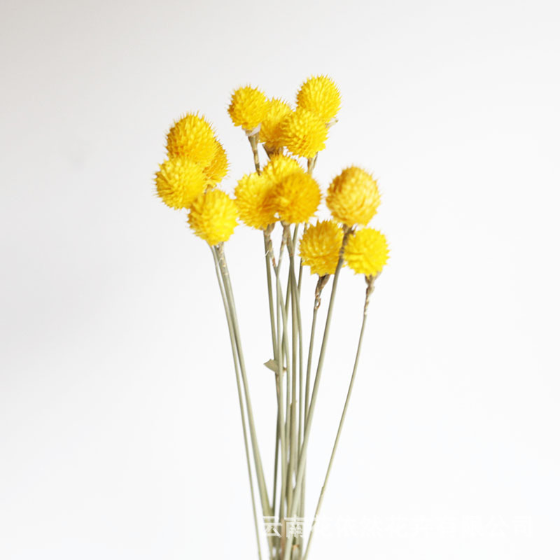 Flor seca Flor eterna Gypsophila Bola de oro No me olvides Flor seca Rosa hoja de eucalipto Pine Fruit Lover Grass al por mayor