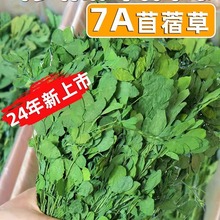 24年紫花苜蓿草干草毛重1kg兔子豚鼠猪龙猫饲料兔子草粮苜宿