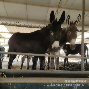 ���H���Bֳ��ɽ�|���H���Bֳ���H��һ�^���ۃr��