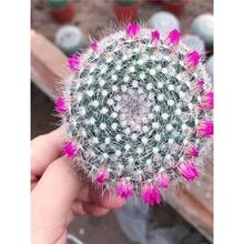 玉翁会开花仙人球四季种植小盆栽盆景绿植卧室办公室懒人植物盆栽