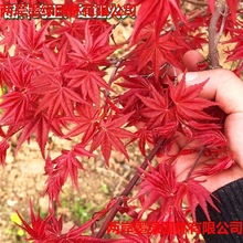绿化苗木日本红枫树苗庭院盆栽美国红枫树苗三季红红枫黄金枫树苗