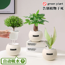 绿植室内小盆栽桌面发财树易活四季懒人养的花吸甲醛植物幼儿园