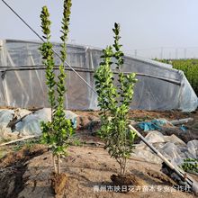 �����������S��������������l�G����·����ֲ��ɽ�|�������ԬF؛