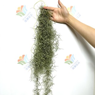 Fresh Air Pineapple, Elderly Must-Have Wedding Event Layout, Hanging Flowers, Forest-Style Niche Flower Materials, Air Grass