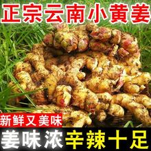 【辛辣十足】生姜云南小黄姜新鲜嫩姜现挖老姜时令蔬菜包邮