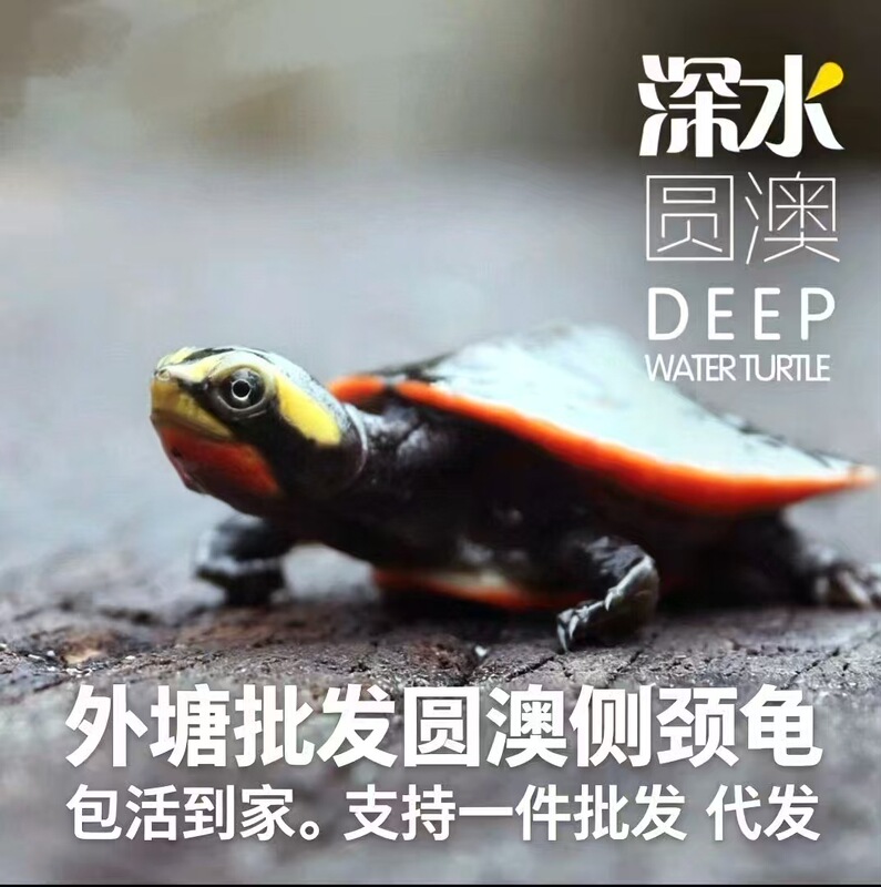 Red-Bellied Turtle Hatchlings from Australia, Live Ornamental Pets, Easy to Raise and Maintain for Beginners, Wholesale, Comes with Turtle Food