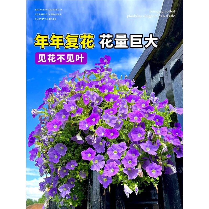 矮牵牛花苗盆栽带花牵牛花重瓣星空花卉室内阳台垂吊大苗四季开花