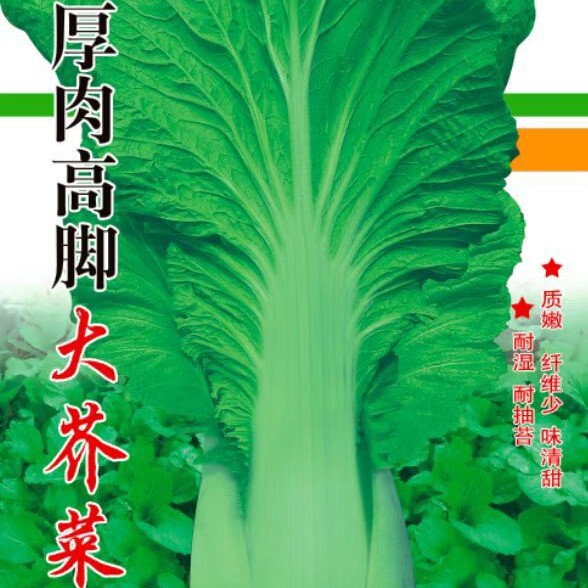 Wholesale Vegetable Garden Vegetable Seeds, Local Tall Mustard Greens, Thick-Fleshed Potted Balcony Seeds, Rapeseed Supply from Manufacturers Wholesale Vegetable Garden Vegetable Seeds, Local Tall Mustard Greens, Thick-Fleshed Potted Balcony Seeds, Rapeseed Supply from Manufacturers