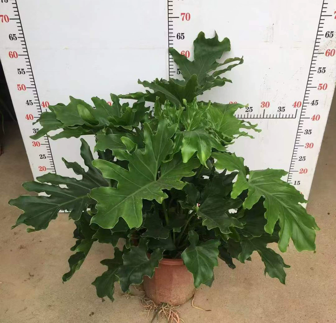 [Базовые прямые поставки] Уличные Лиственные растения Маленькие горшечные зеленые настенные цветы Супер 300 Круглые листья Кластеризованное весеннее перо