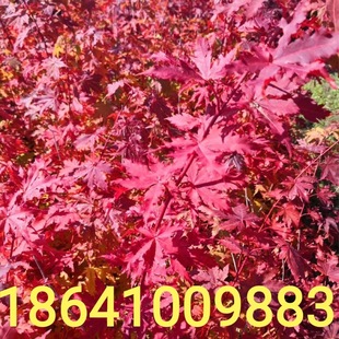 �ŽǗ� �����ŽǗ� �ϻ��� �ŽǗ����� Ҏ���Rȫ