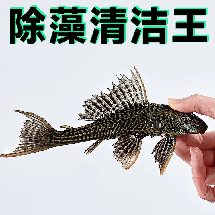 Ornamental Fish Fry Cleaner Fish Small Fry Ornamental Freshwater Algae Remover Cleaner Fish Tank