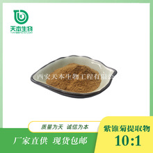 西安天本 品质保障 浸膏粉 紫锥菊提取物10:1 水溶性 紫锥菊药材