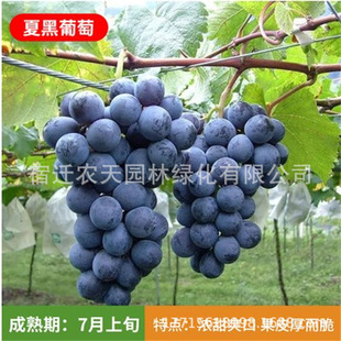 Xiaheiqingti Grapevine, Large Vine, Fruiting in the Same Year, Cold-Resistant Climbing Vine in the Courtyard, North and South Planting Varieties, Grapevine