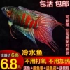 Guo Dou 3-4 cm 3 pairs (6 pieces) +
