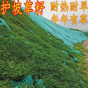 Mixed Sowing of Mine Greening Grass Seeds, Ecological Slope Protection Grass Seeds, Mountain Vegetation Growth, Rapid Greening of Bare Mountains, Greening Grass Seeds