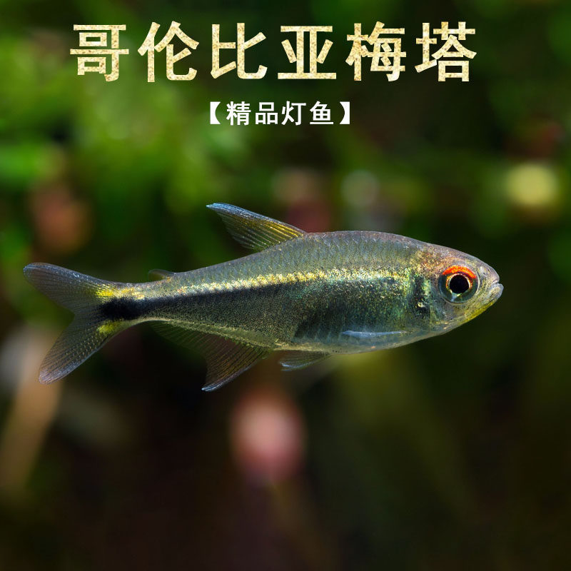 Colombian Metafish, South American grass tank small school swimming fish, gentle tropical ornamental fish, live freshwater fish Colombian Metafish, South American grass tank small school swimming fish, gentle tropical ornamental fish, live freshwater fish