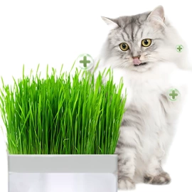 猫猫零食;盆栽;猫猫干粮