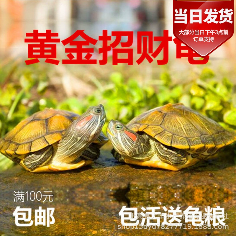 Живая черепаха живой Размер бразильская черепаха живое домашнее животное черепаха декоративная черепаха всеядная водная черепаха долголетие счастливая черепаха оптом