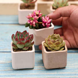 多肉植物小盆栽带盆带土超萌肉肉植物室内绿植花卉新手好养包邮