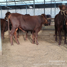 �³���һ����ţ��:���T����ţ �����Sţ ��ľٝţţ��