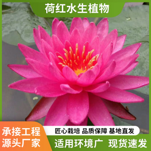 Fish Tank Water Lily Root Block with Buds Potted Hydroponic Flower Root Stem Plant Courtyard Water Lily One-Leaf Lotus Planting Wholesale