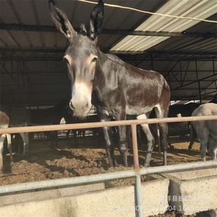 ë�H�Bֳ�H���L�r�g���� ���H�̃r����ݸ������H�Bֳ