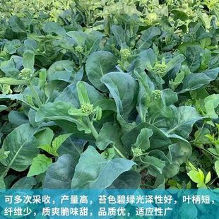 �ļ���ζ���m̦�N�� �ЙC������m�N�� �L�oС���m���໨�S�����