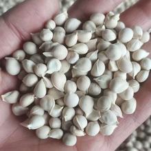 lƷȷNӮaĴȷNȘNӹȷN