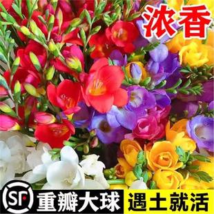 10 Mixed-Color Alyssum Bulbs Blooming in All Seasons, Potted Imported Double-Flowered Alyssum Bulbs