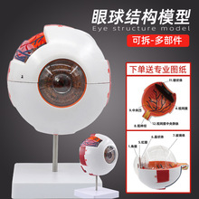 ��������ṹģ��6��ҽѧ�۲����۾�������������ѧģ�ͳ�����