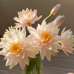 Water Lily Flowers, Water-Cultured Fresh Flower Arrangements, Household Supply of Lotus Hydroponic Flowers, Office Guanyin Lotus Factory Supply Chain