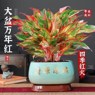 �ؼ������f��t���Լ����t����Gֲ�҃��ļ����B���ֲ��t��