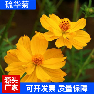 ���l���A�շN���Sɫ��˹�ո�ɣ���ѻ������^�l���·��߅�G������