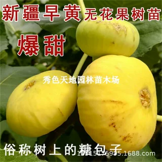 新疆早黄无花果树苗特大耐寒糖包子阳台盆栽庭院果树南方北方种植