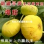 北方南方庭院特大树苗