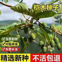 当年新采桤木种子水冬瓜树水青风桤蒿耐寒耐干旱耐贫瘠乔木树种籽