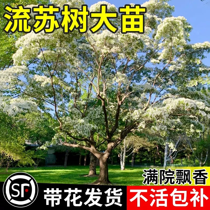 Tassel Sapling April Snow Potted Grafted Osmanthus Tree Courtyard Dream Tassel Flower Oil Root Landscape Tree Courtyard
