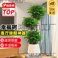 Ҹ͏dԴϘGֲk҃ƽȩֲļl