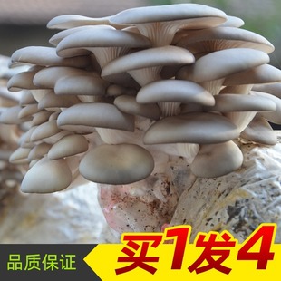 �㹽���b�ҷN��ƽ��ʳ�þ����N�ھ���ͥ����Ģ���㹽�����԰��Nֲ
