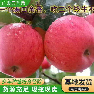 �޽�Ʒ�N�O���� ����ϵ�� ����S�{˹�S���O������ Ʒ�N����