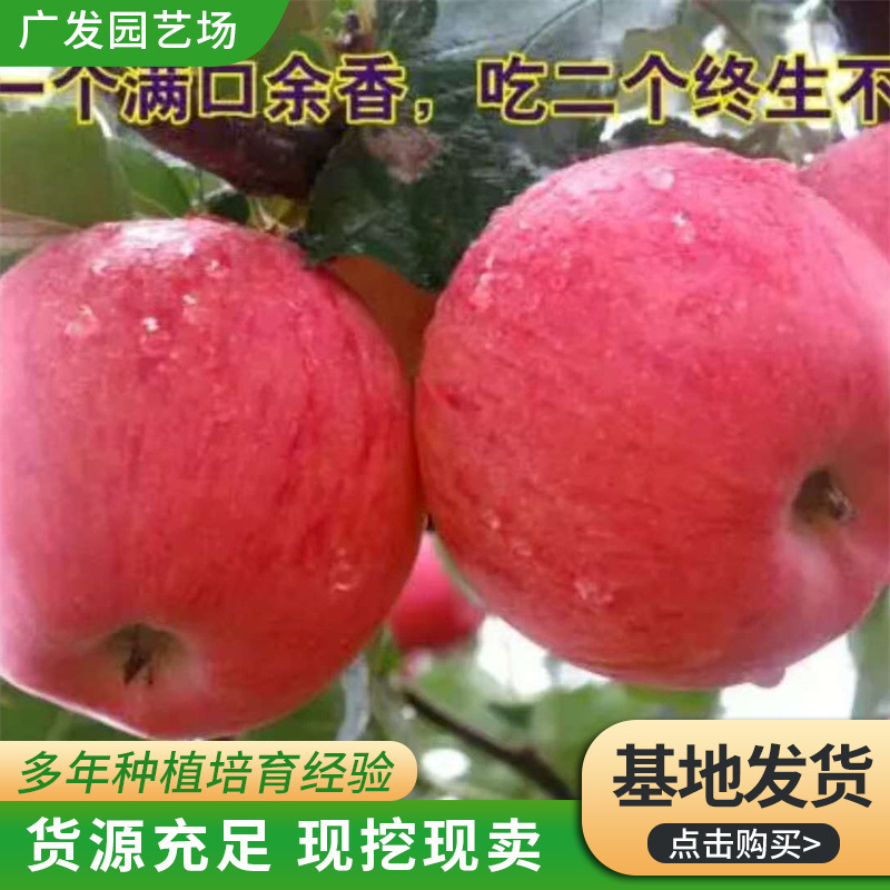 嫁接品种苹果苗 烟富系列 晚熟维纳斯黄金苹果树苗 品种多样